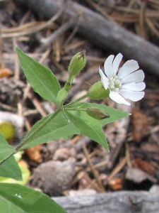 Silene menziesii